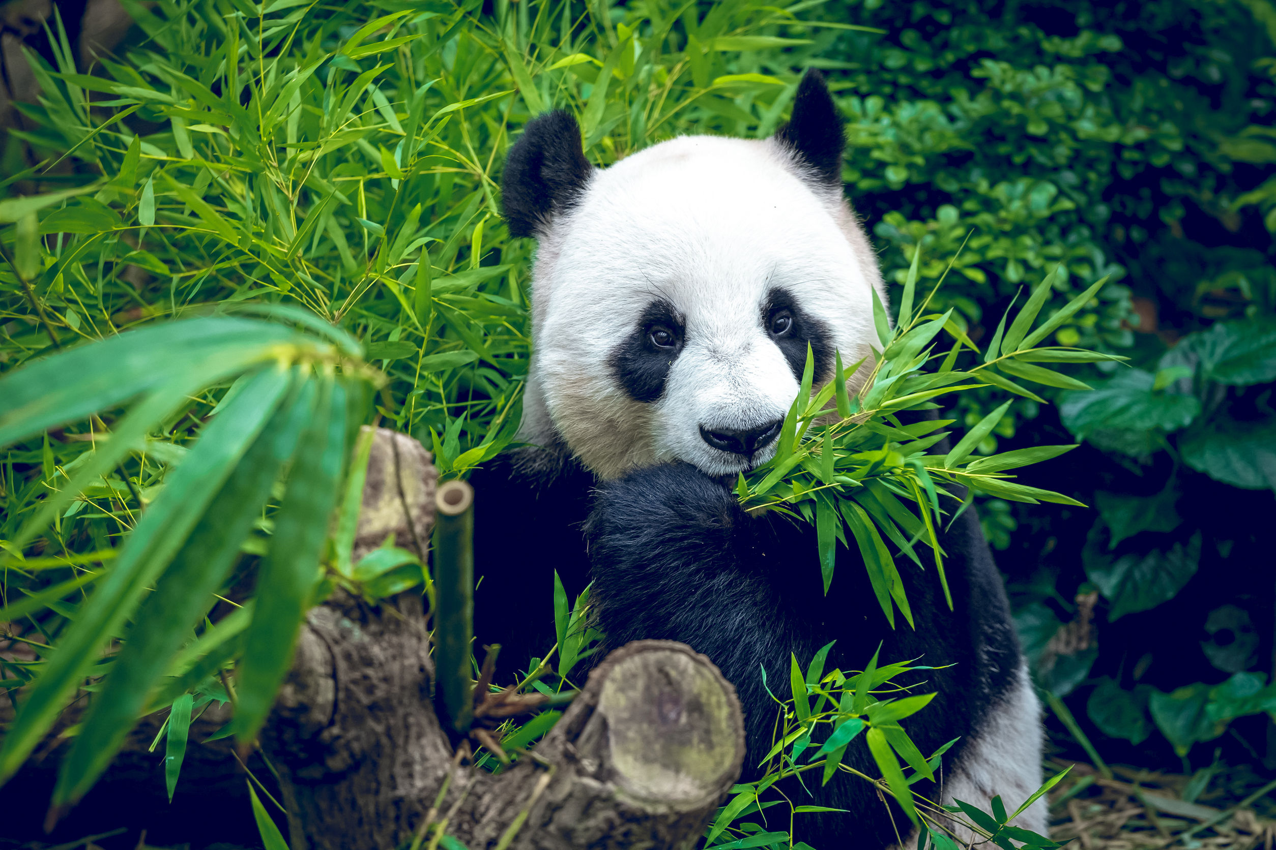 Panda - Is Google's Panda Algorithm Still Relevant In 2018  - Pintu 