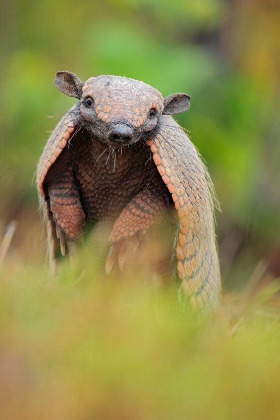 armadillo animale