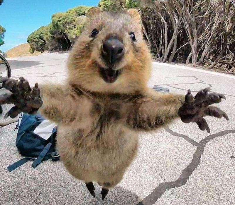 quokka-abbraccio