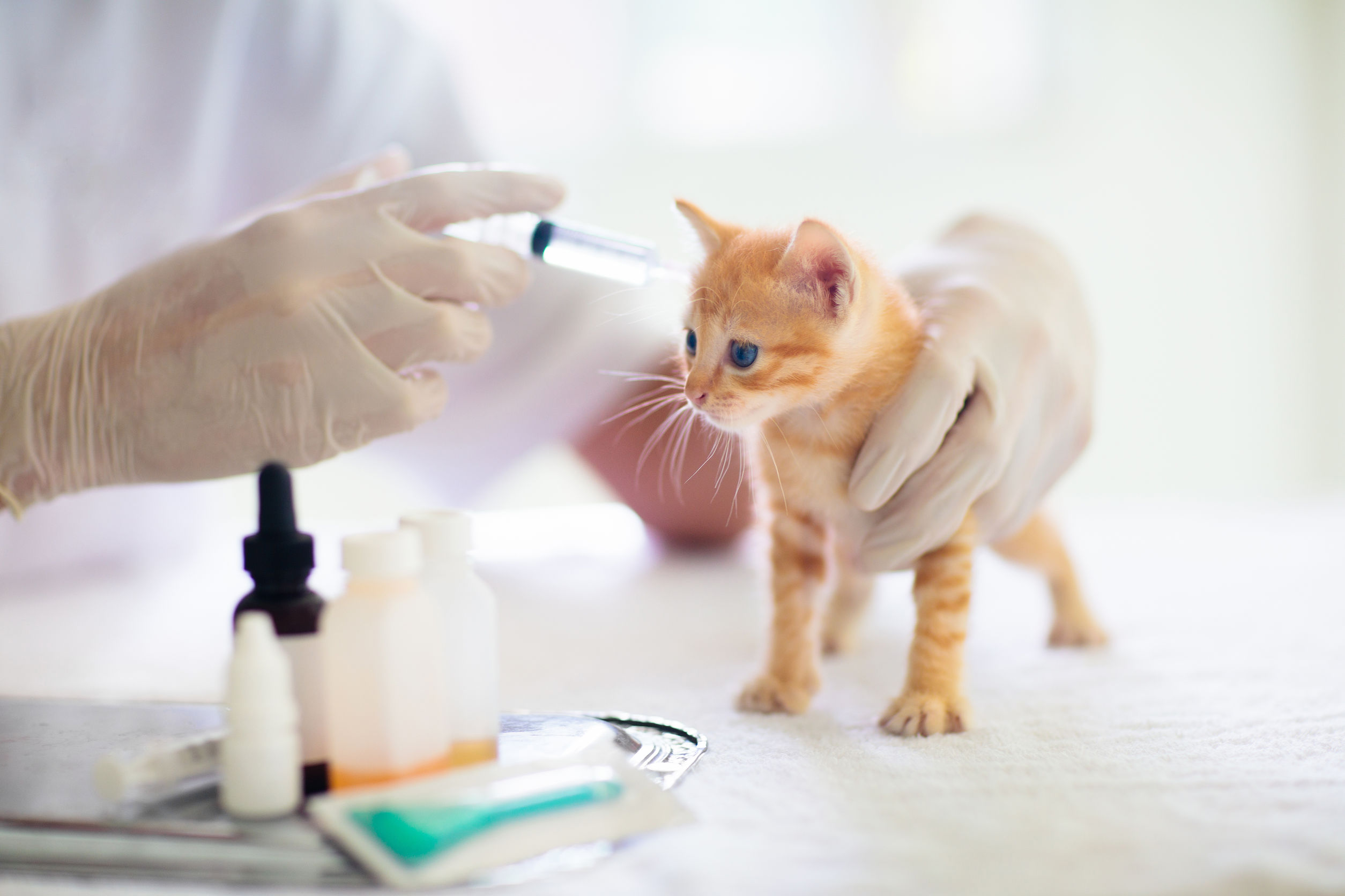 I vaccini fondamentali per il gatto