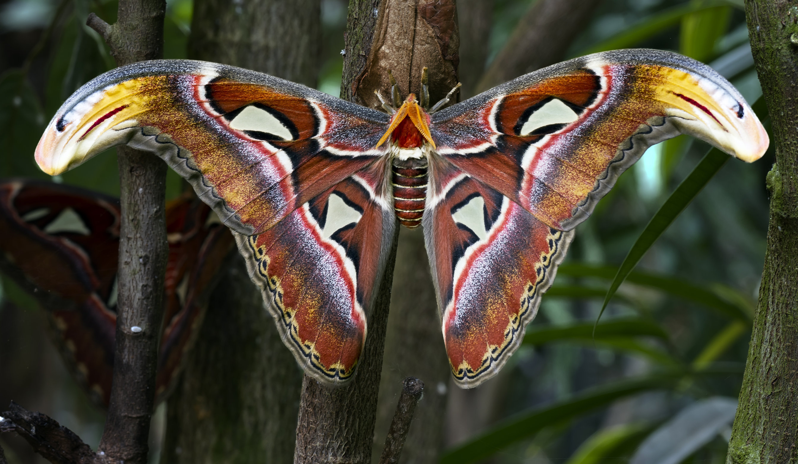 farfalla cobra