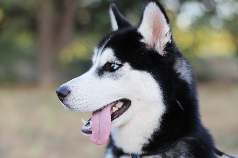 husky