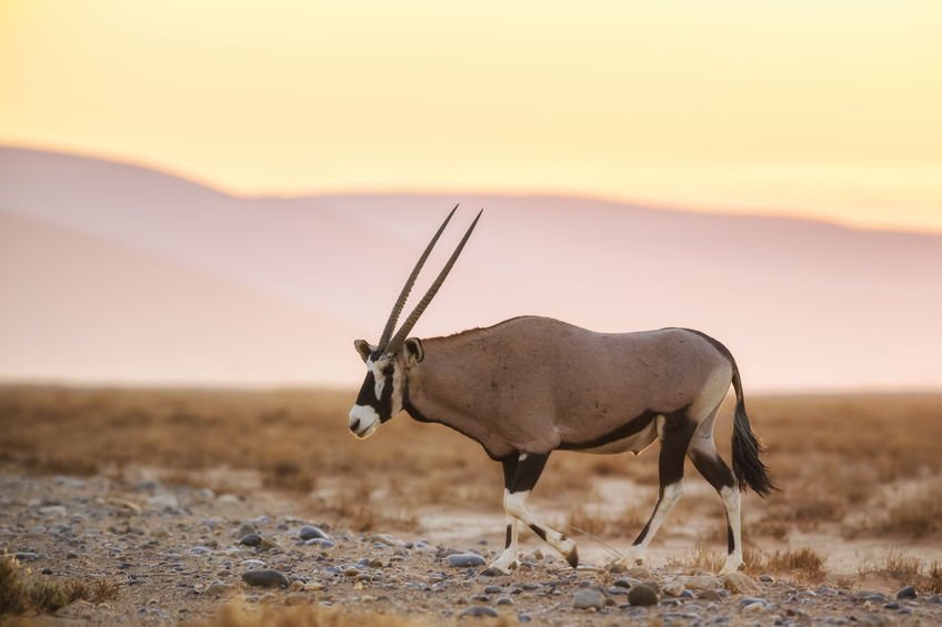 specie estinzione Orice d’Arabia