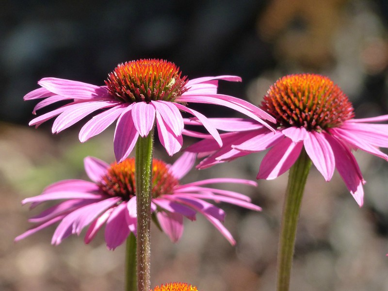 Echinacea