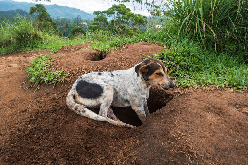 Cane che scava una buca per ripararsi dal caldo