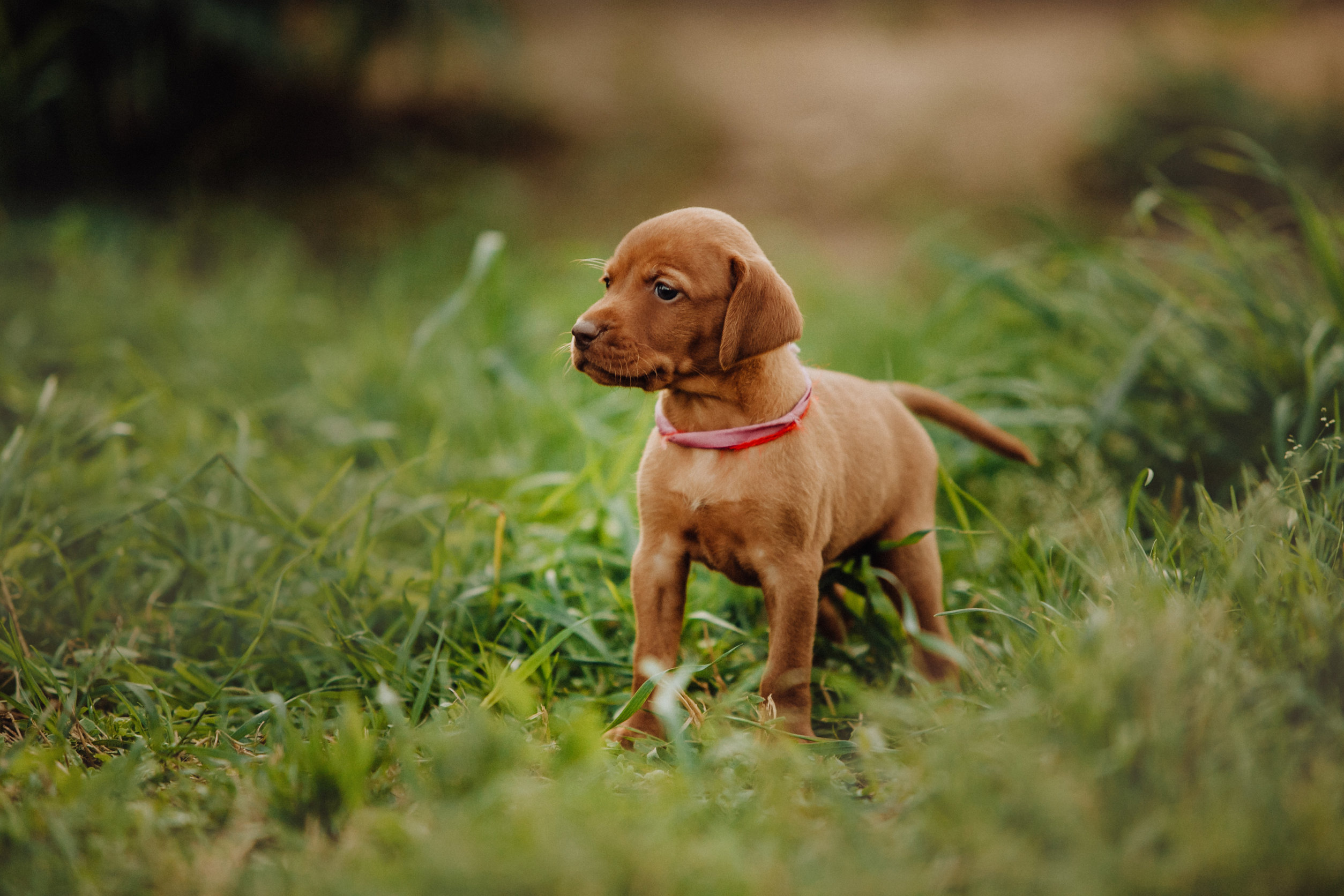 vizsla