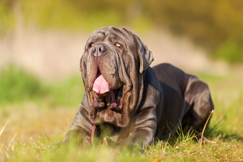 Mastino napoletano sul prato