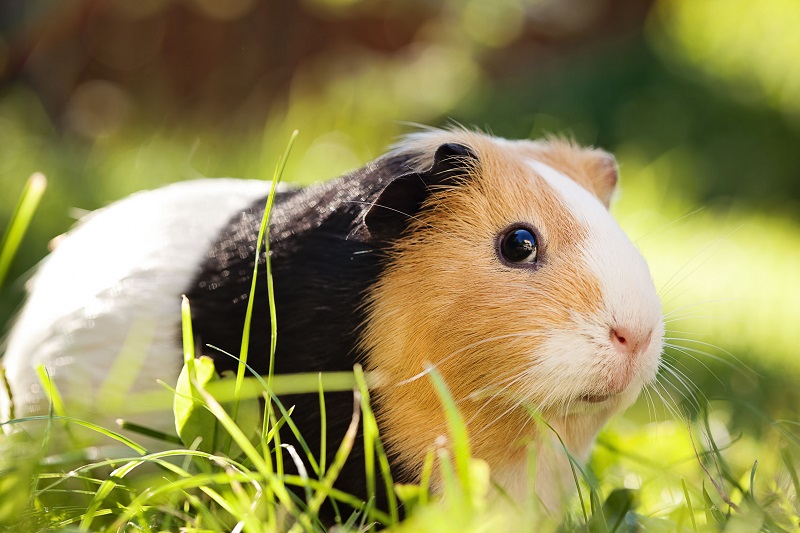 cavia