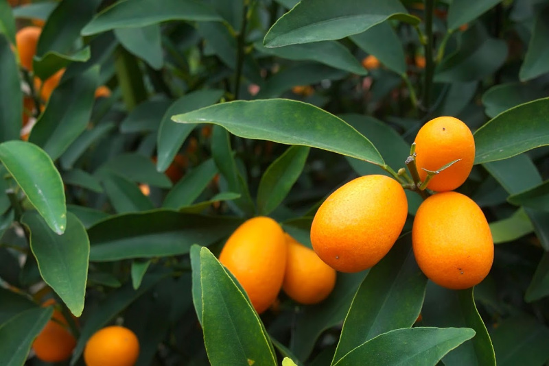 kumquat pianta