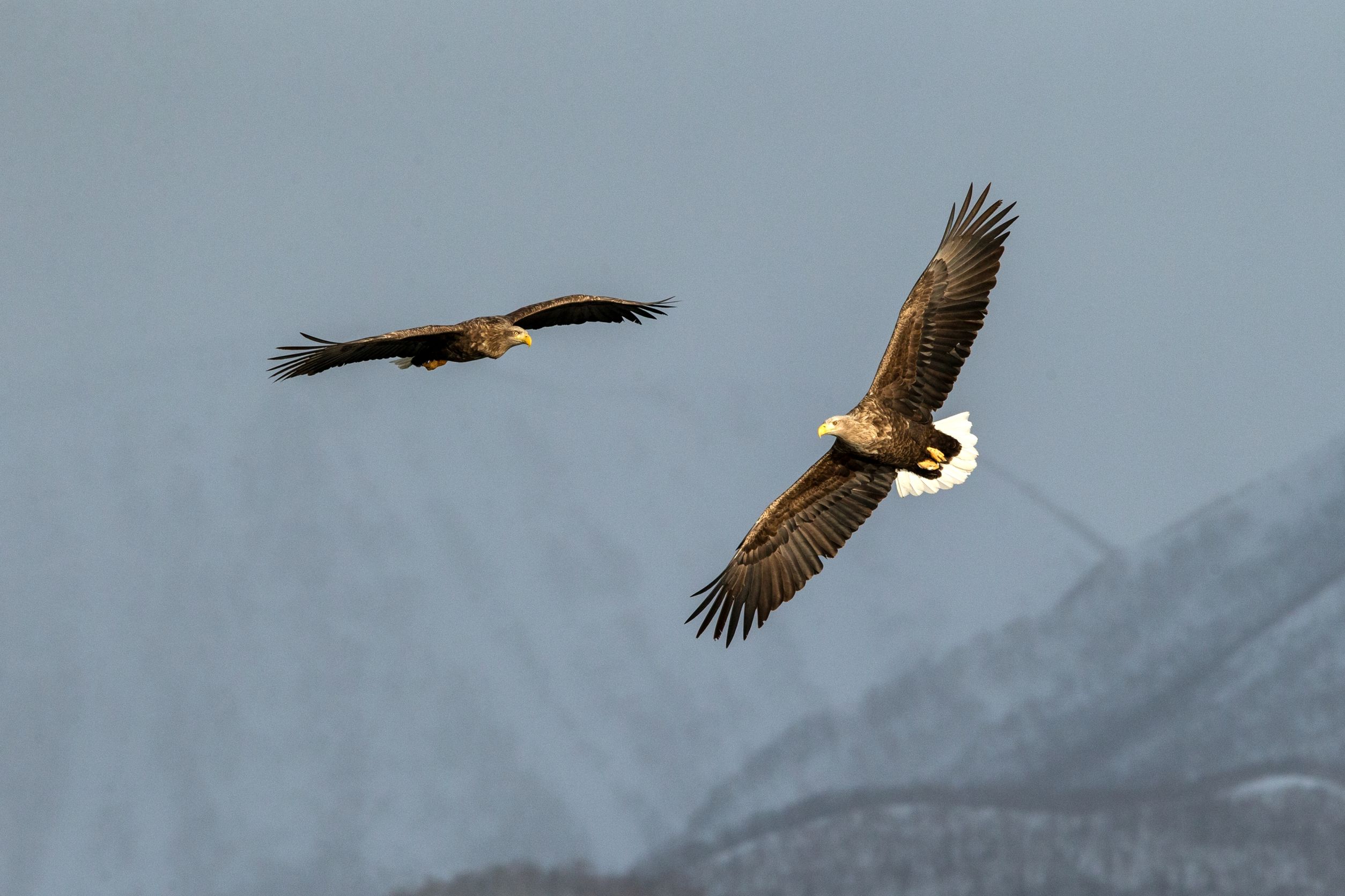 aquila testabianca