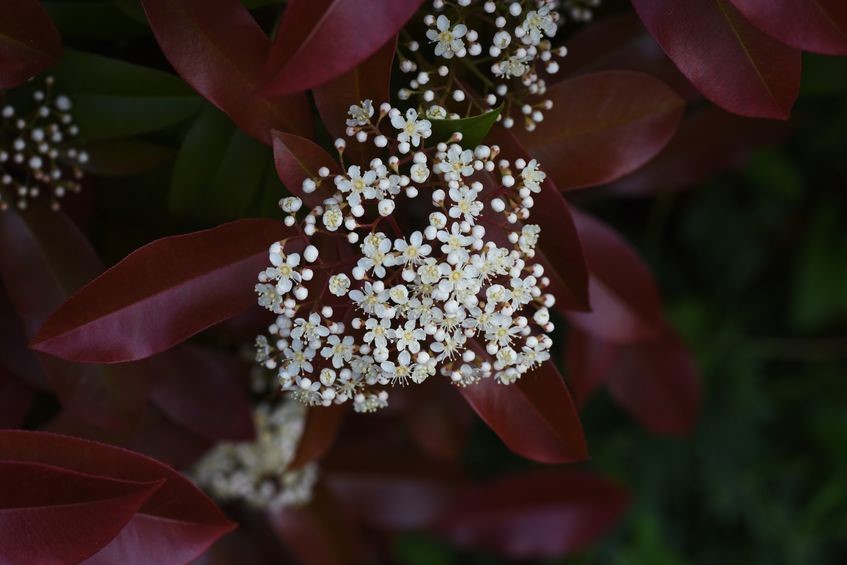 Photinia