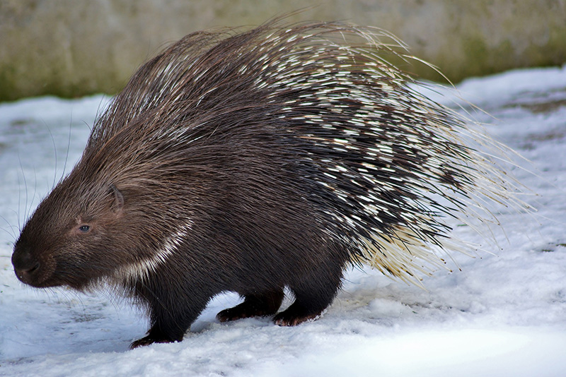 10 Nomi Di Animali Con La Lettera I Deabyday