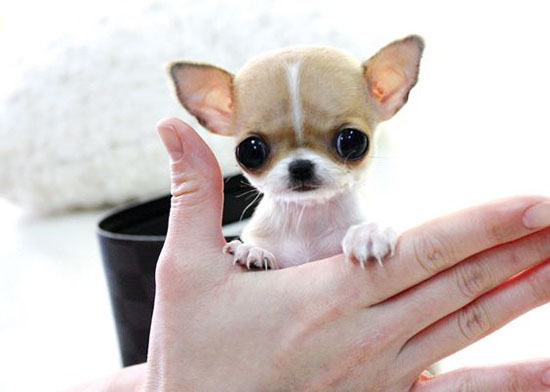 Cuccioli Di Cane Le 10 Foto Piu Tenere Deabyday