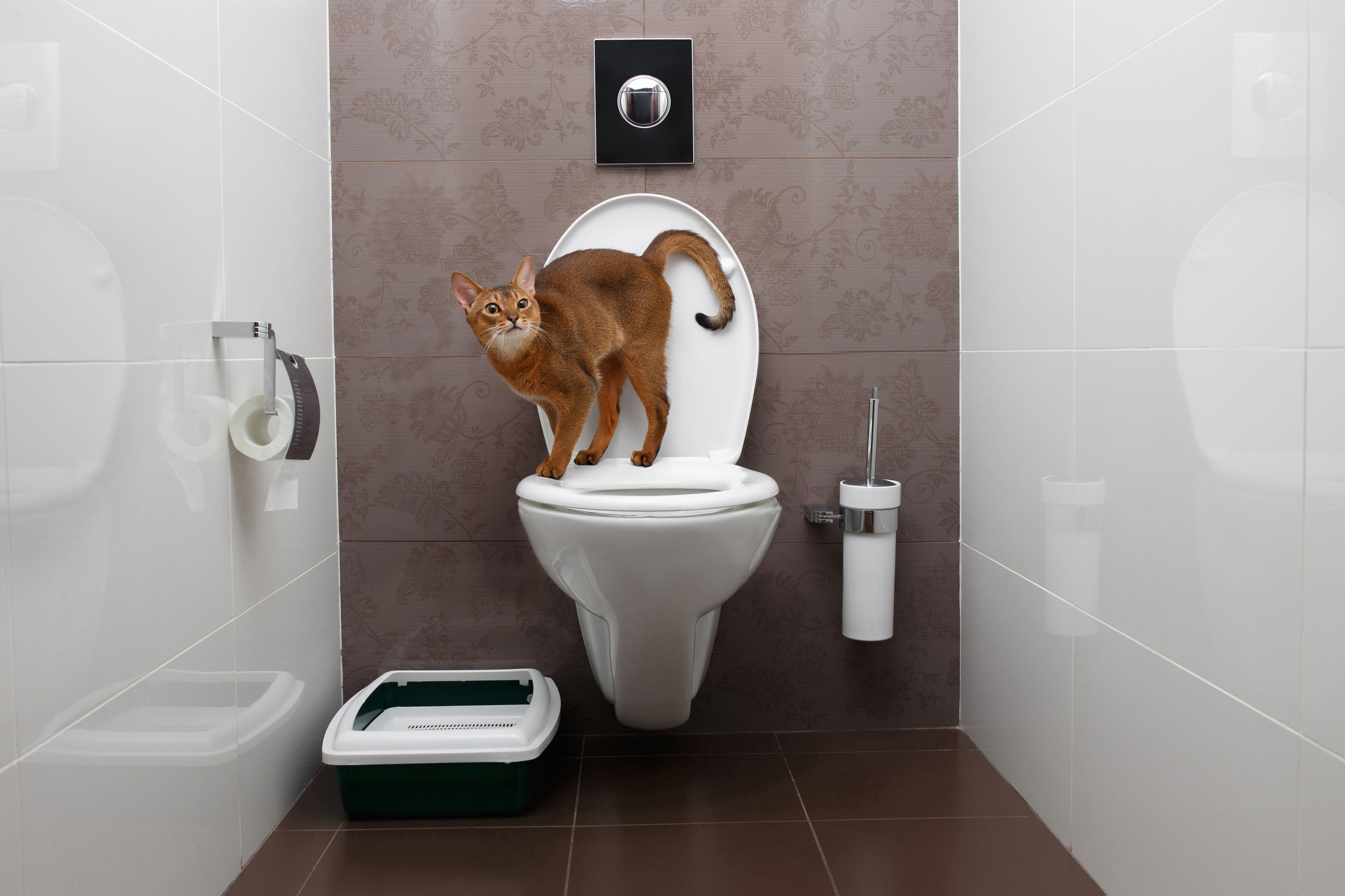 Cause della sindrome delle vie urinarie gatto