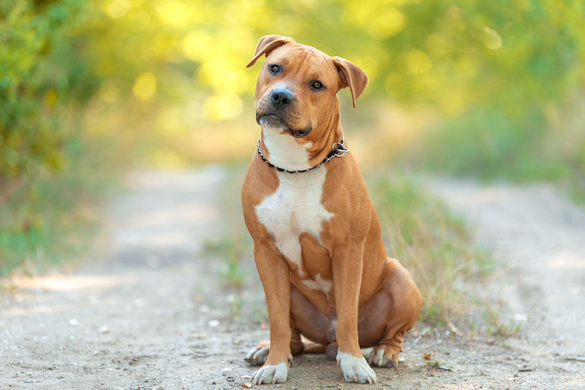 cane amstaff