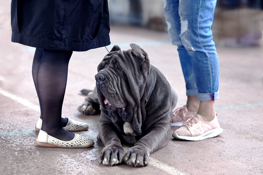 Mastino napoletano nero