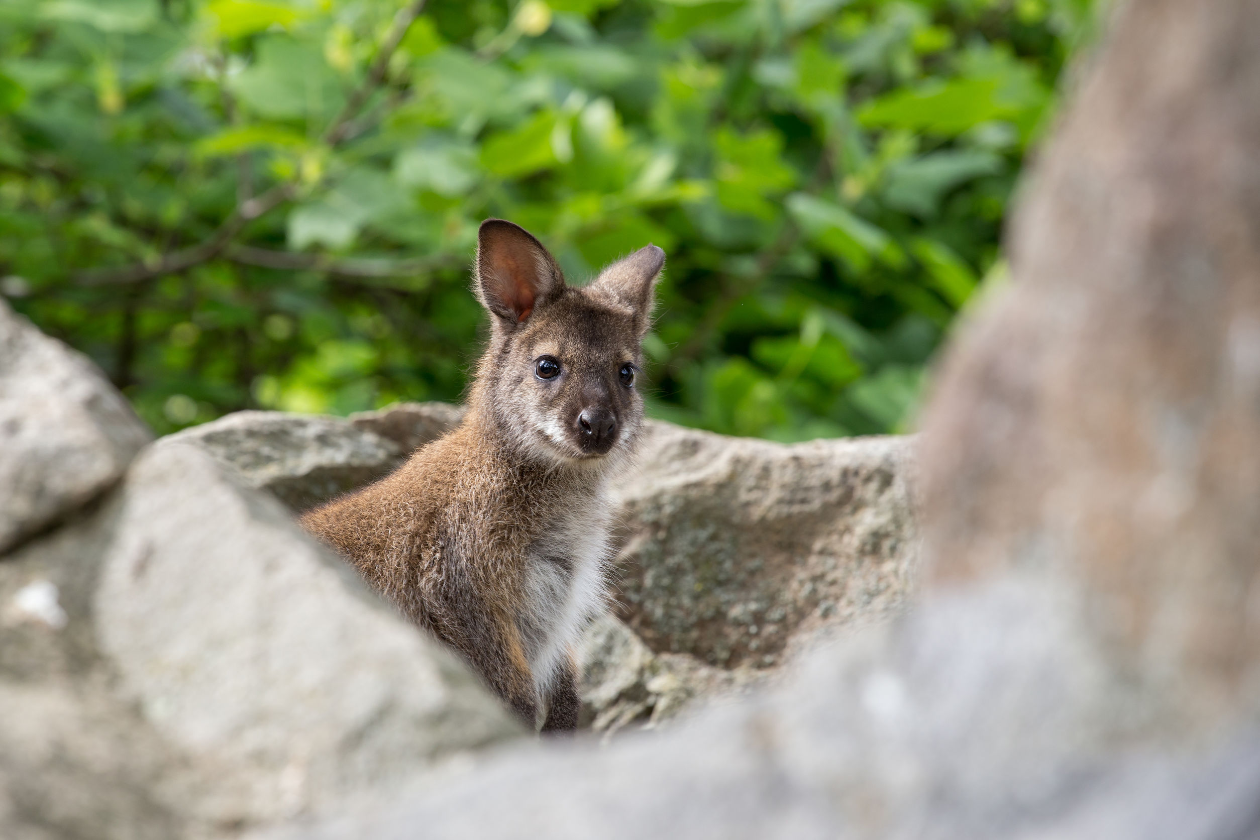 Caratteristiche del wallaby di palude