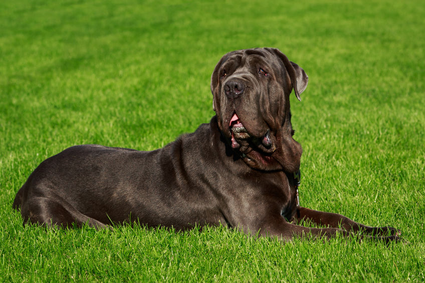 Mastino napoletano sul prato