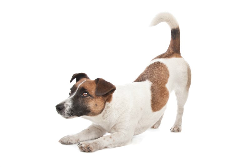 Jack Russell Terrier