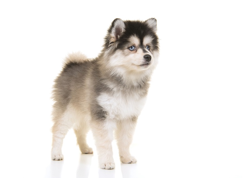 Pomsky: caratteristiche del cane, carattere e foto | Deabyday