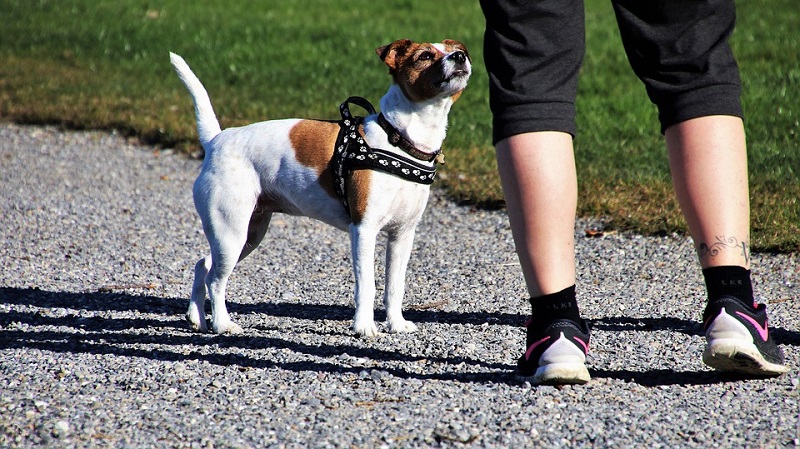 cane passeggiata