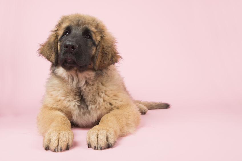 Leonberger cucciolo