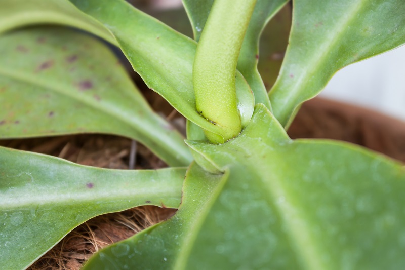 Nepenthes