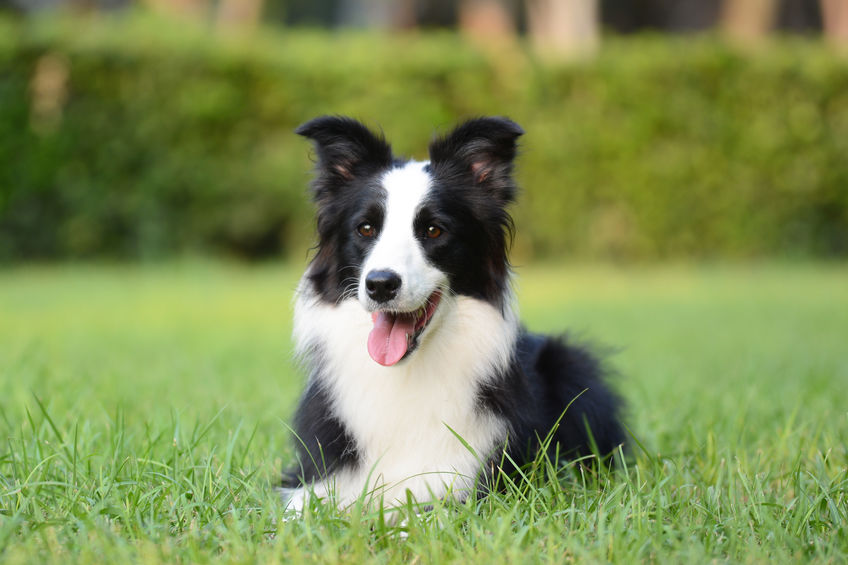 border collie