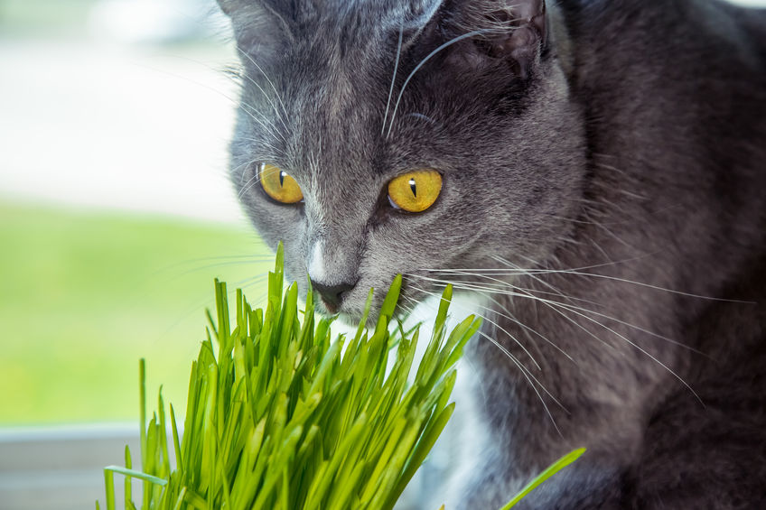 gatto che mangia erba gatta