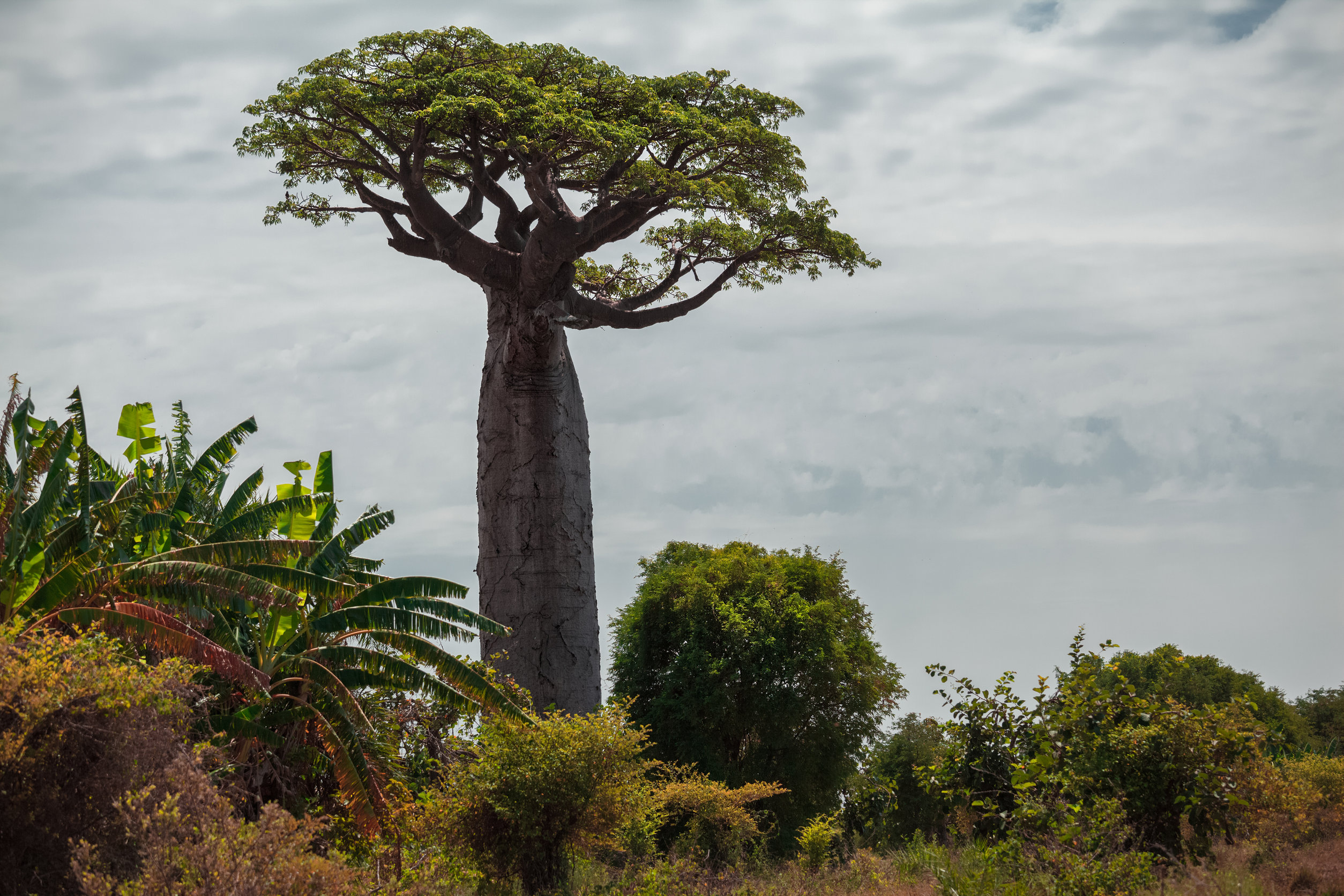 baobab