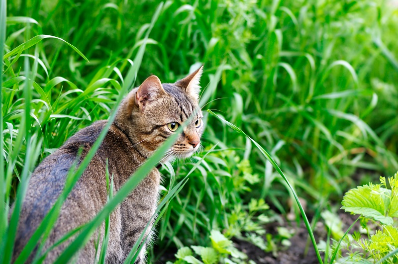 gatto avvelenamento