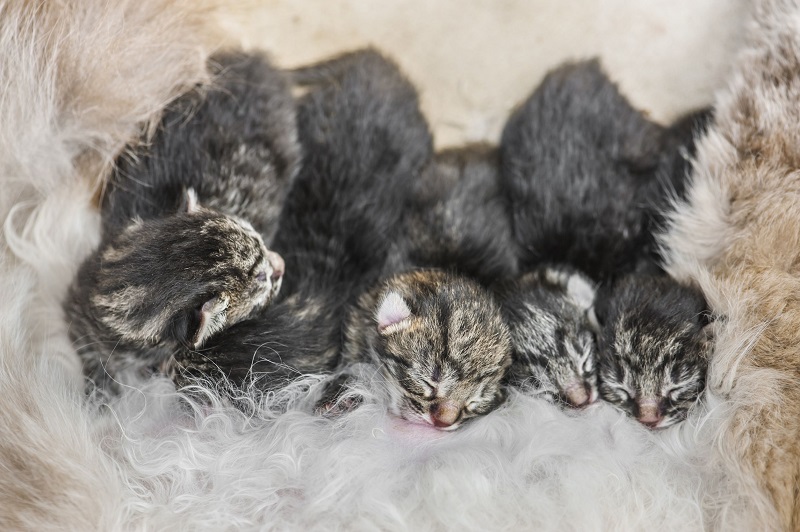 Quando Aprono Gli Occhi I Cuccioli Di Gatto Deabyday