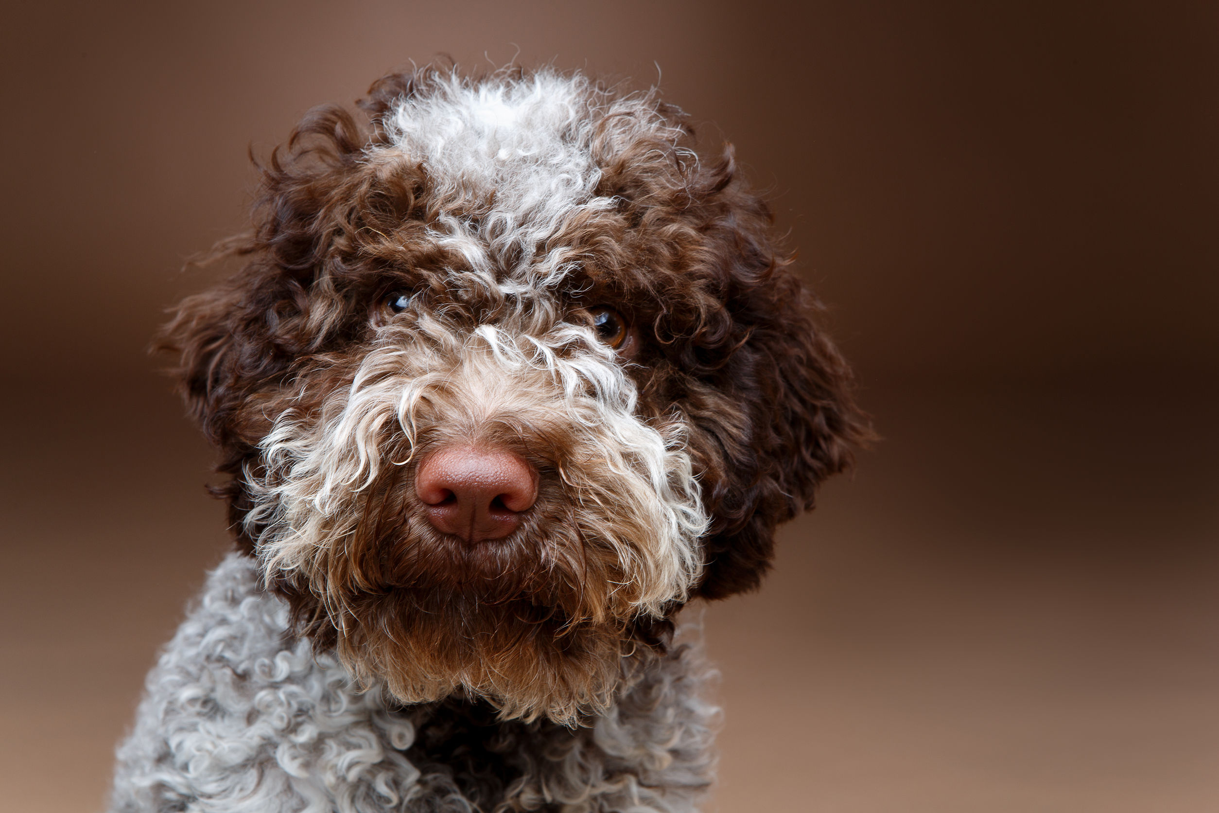 Foto di un lagotto romagnolo