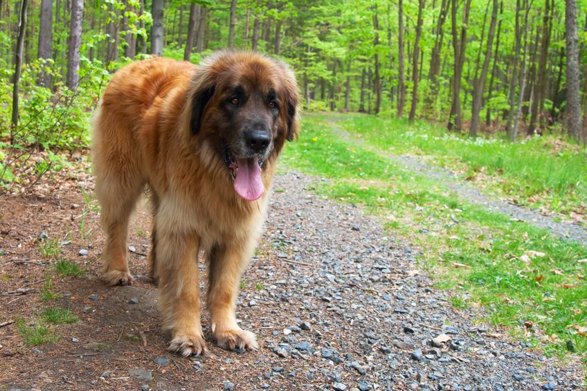 Leonberger nel bosco