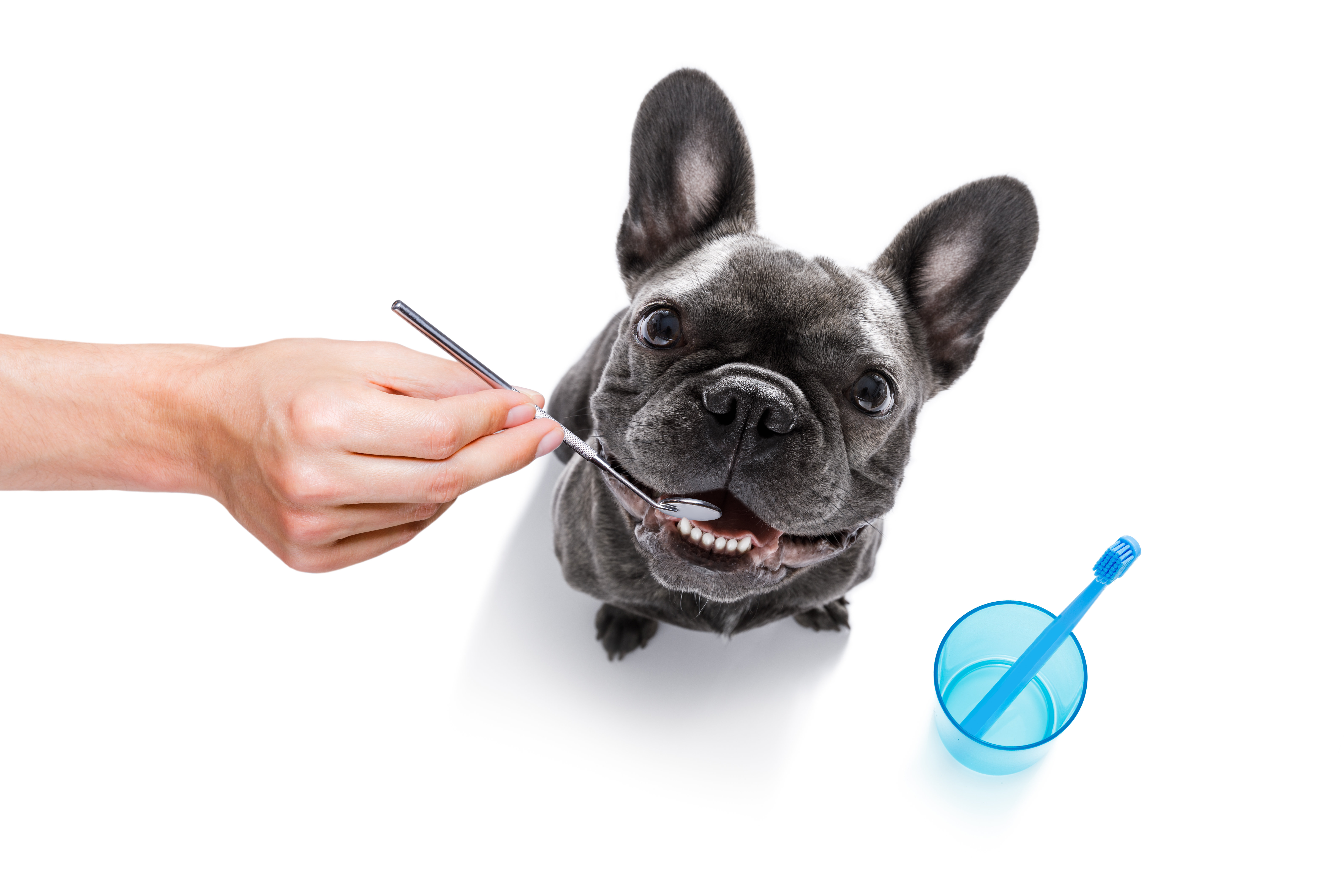 pulizia dei denti dal veterinario