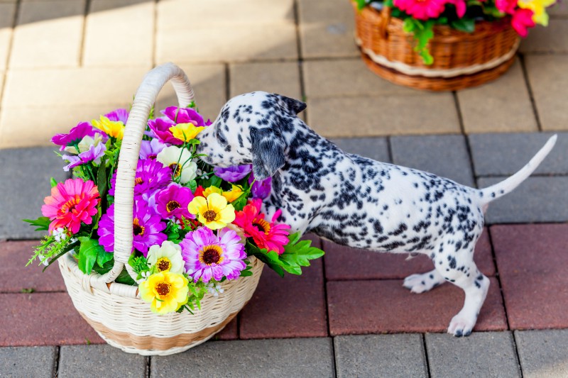 cane dalmata