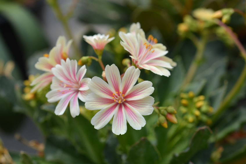 Lewisia