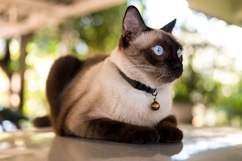 Gatto siamese