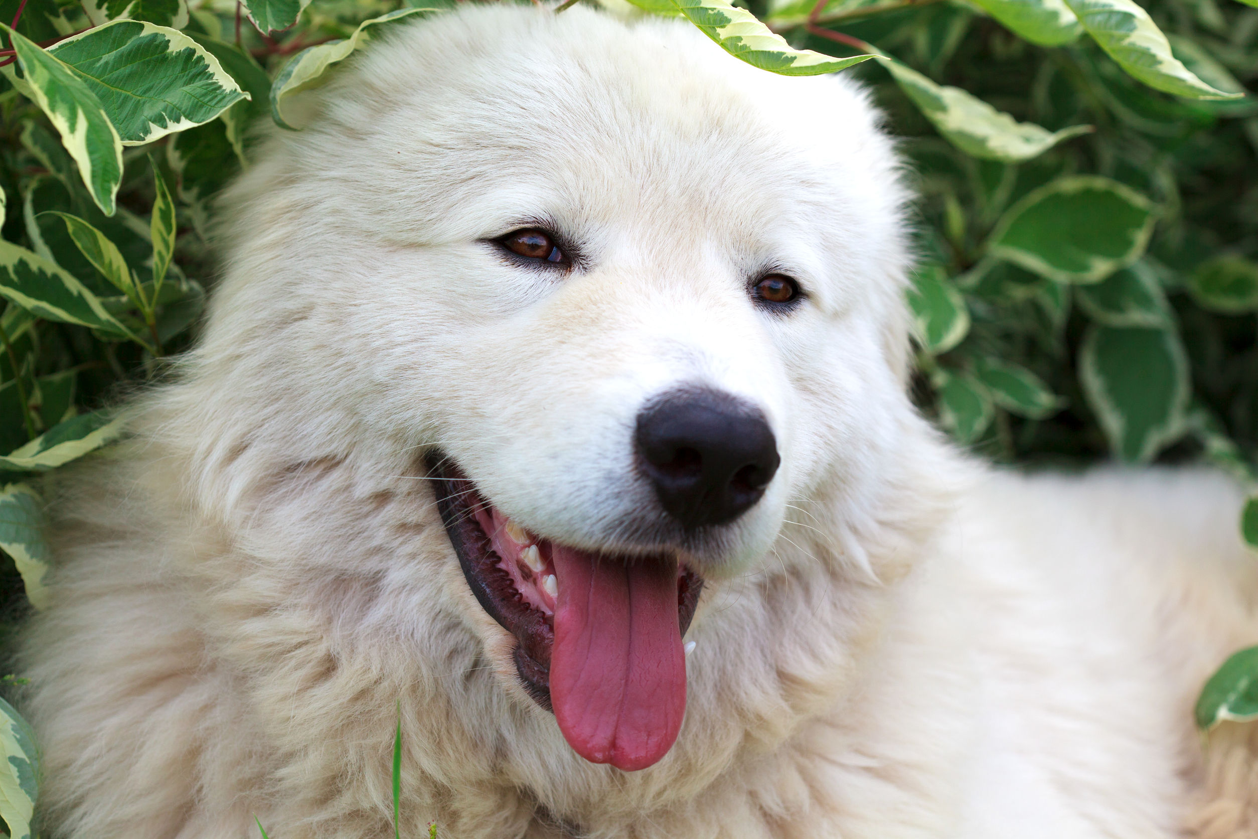 Cuccioli pastore abruzzese