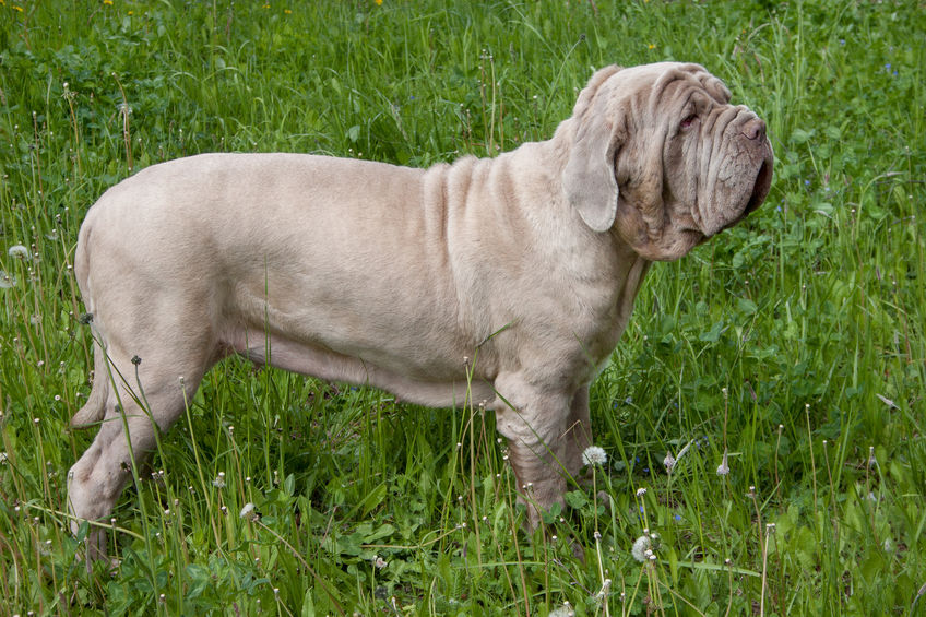 Mastino napoletano grigio