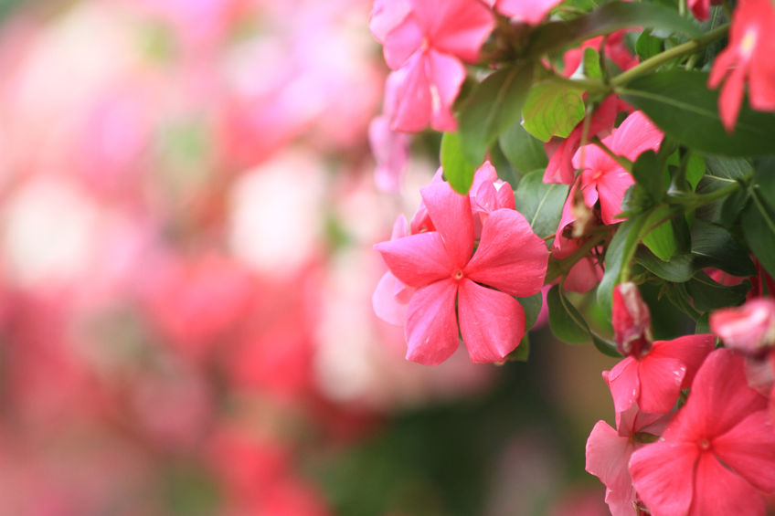 pervinca rosa