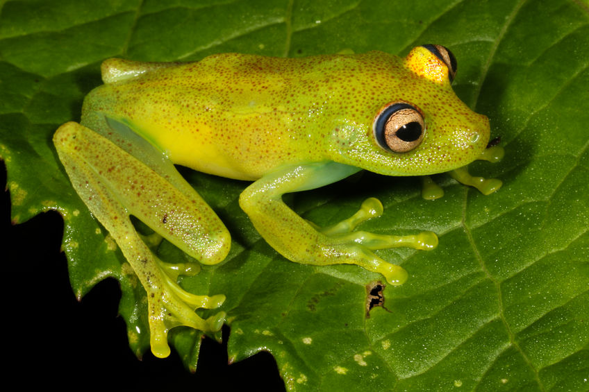 specie estinzione Hyla Punctata