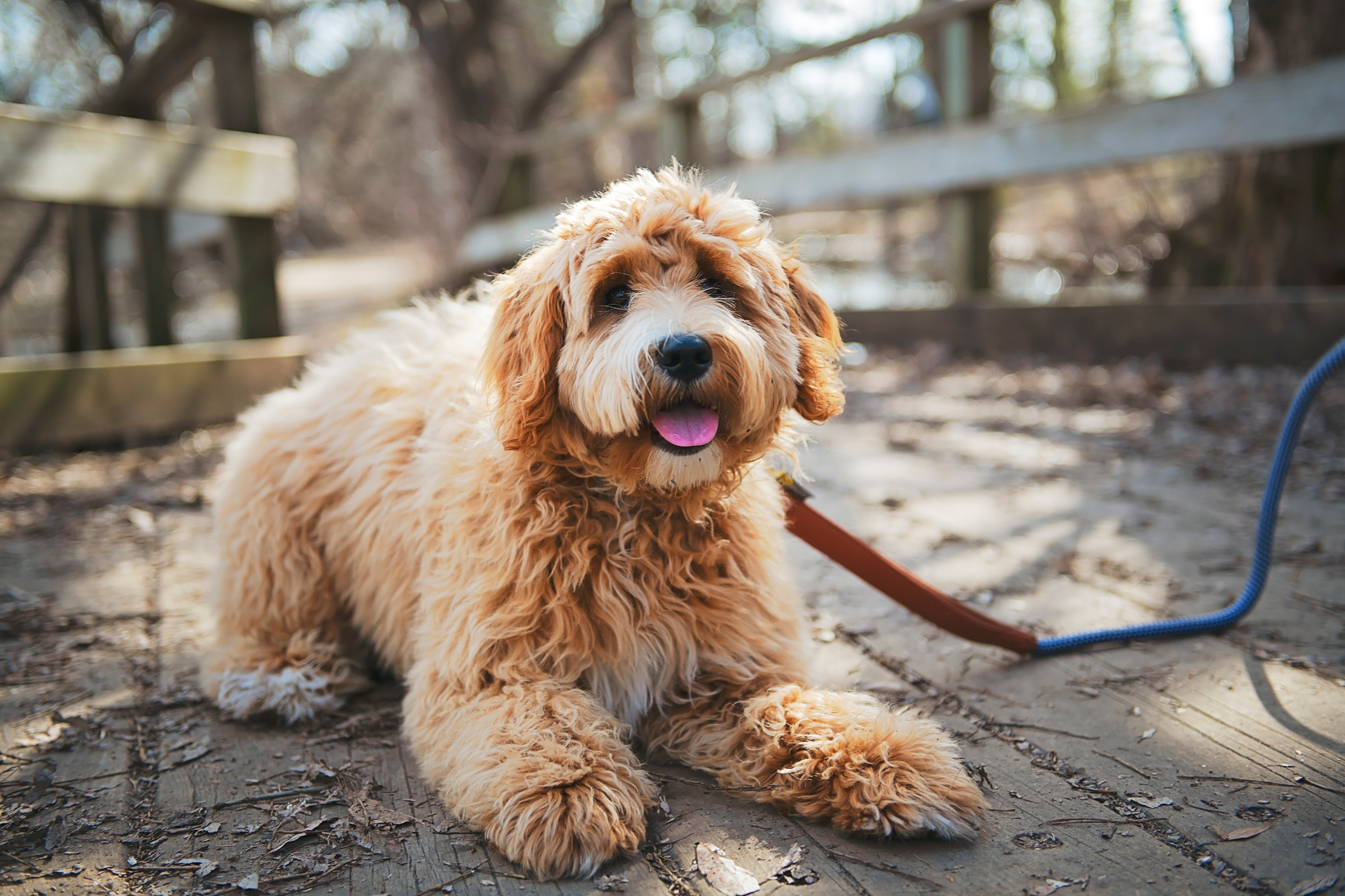 labradoodle cura del pelo