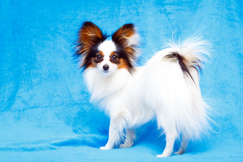 cane papillon