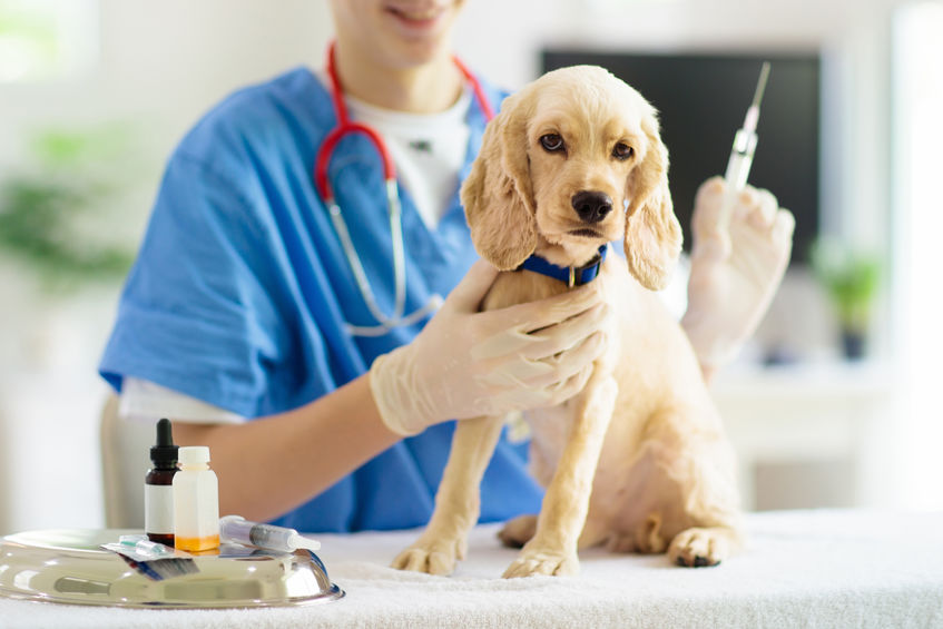 cane vaccinazioni