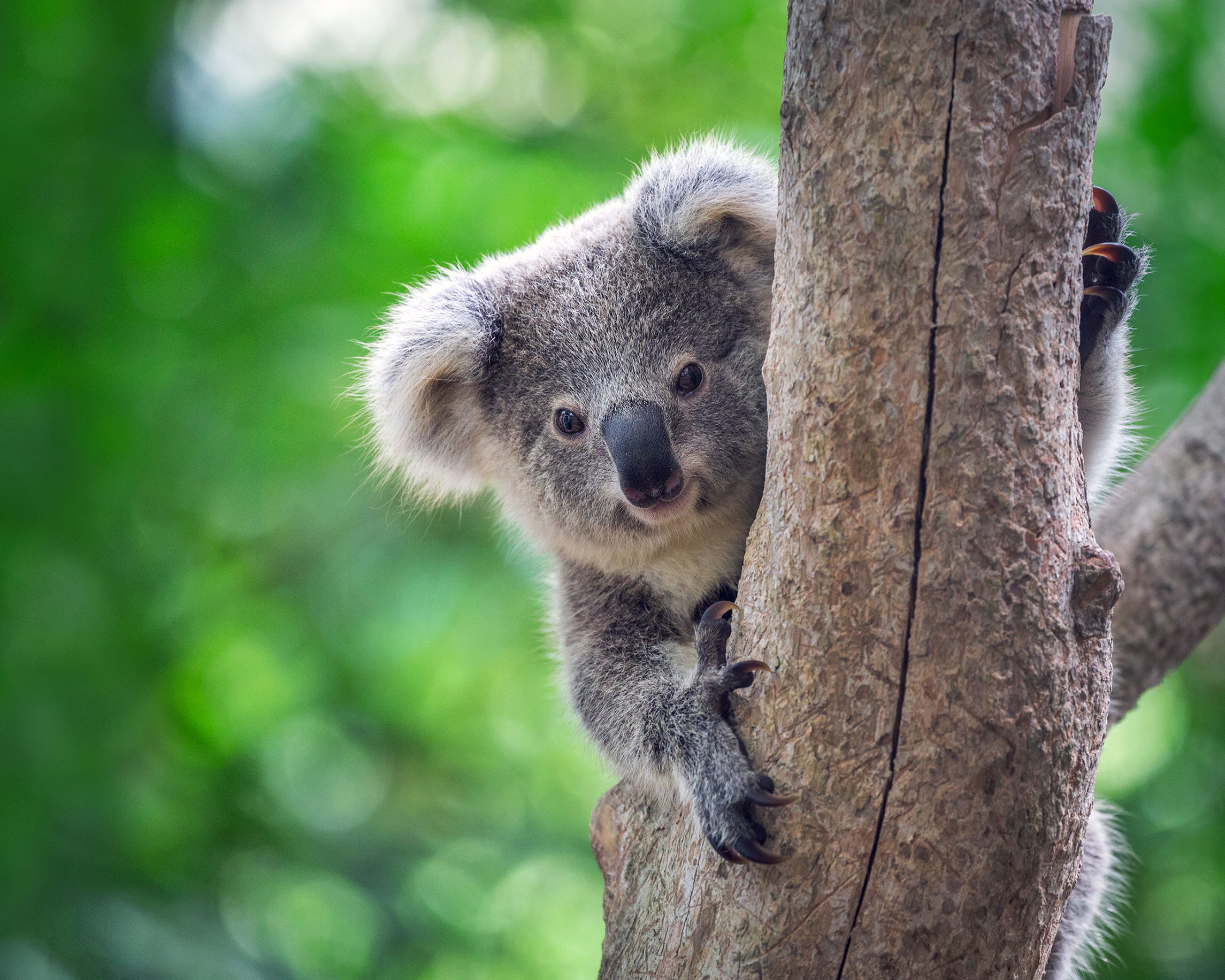 perche i koala abbracciano gli alberi