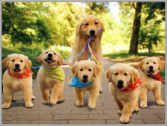 Le 5 Caratteristiche Fondamentali Del Golden Retriever Deabyday