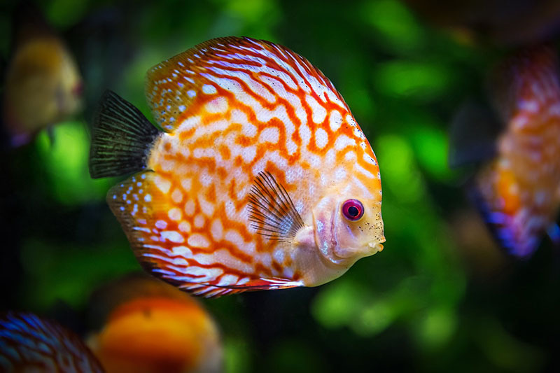 pesce-tropicale-discus-in-acquario