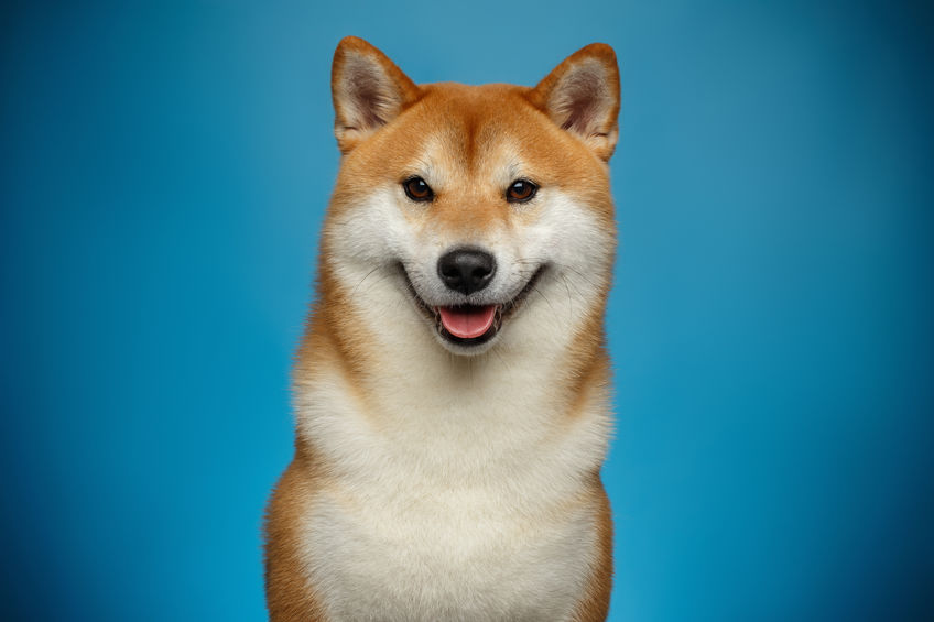 Cane Shiba Inu