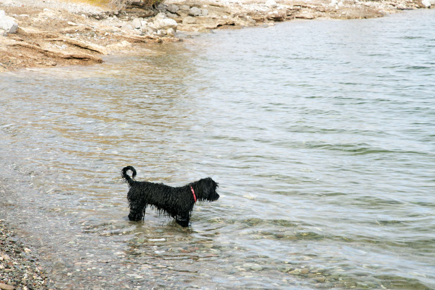 Cao de agua in acqua